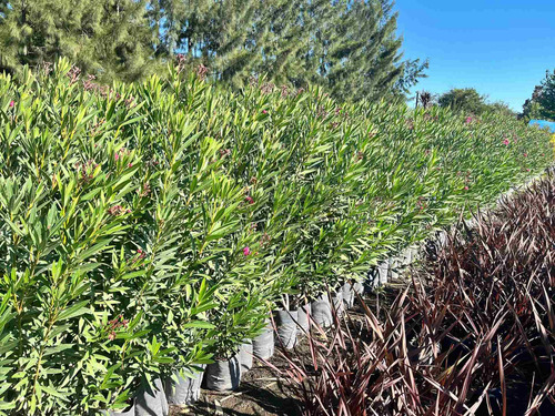Plantas Laurel De Flor Cerco Vivo Perimetral 8lts Pack X10