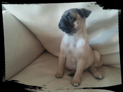 Cachorrito Pug Macho