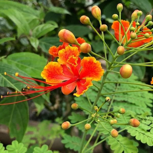 10 Semillas Tabachín Enano Flamboyan Caesalpinia Pulcherrim