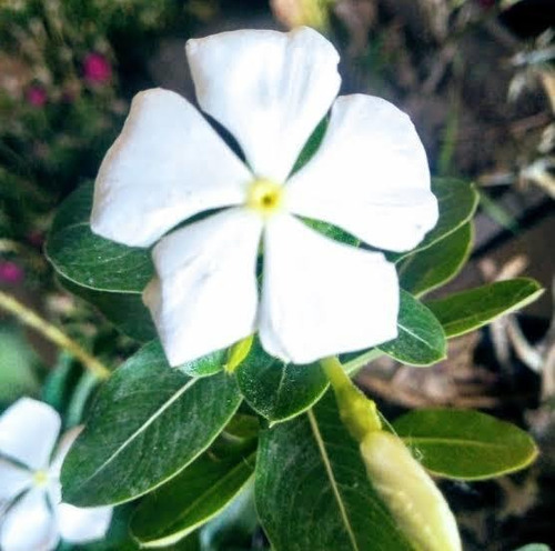 Vinca