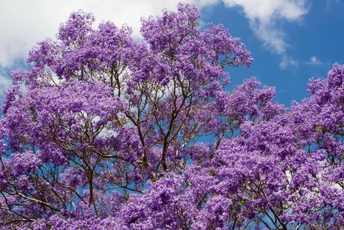 Muda De Jacarandá Caroba - Ideal Para Jardim