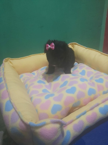 Imagen 3 de 9 de Caniche Toy Negras