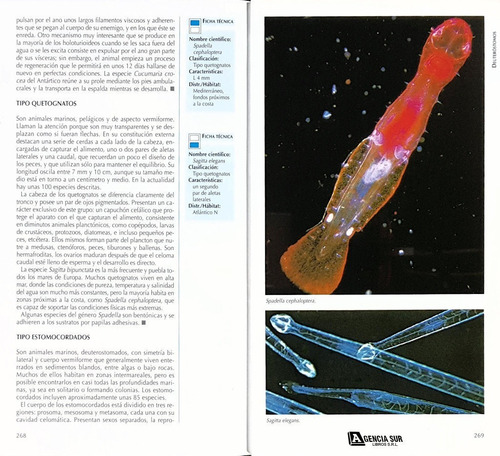 Invertebrados, Guía Visual De La Naturaleza