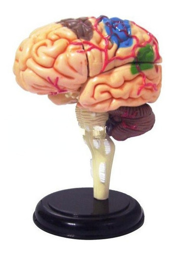 Ensamblaje 4d Del Modelo De Cerebro Humano