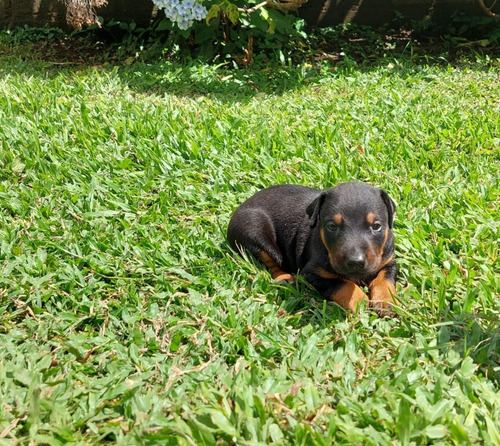 Imagen 2 de 5 de Cachorros Doberman
