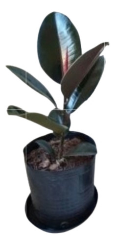 Planta Ficus Cabernet - Gomero