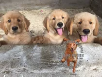 Comprar Golden Puros Elegilo, Criadero Golden Retriever Argentina.