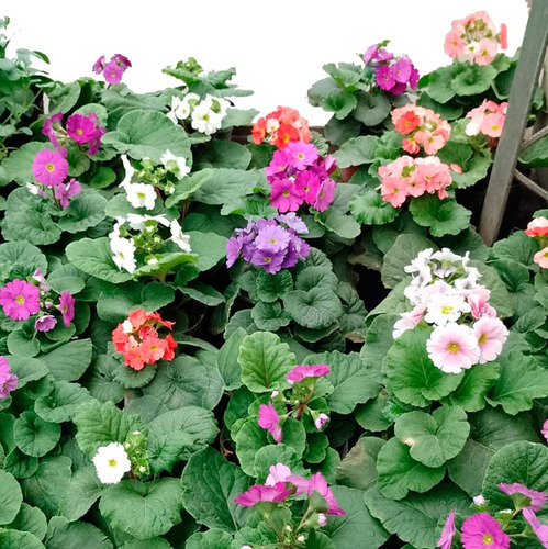 Primula Obcónica M12 Cajón De 15 Plantas Greenonline Vivero