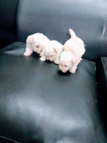 Malteses