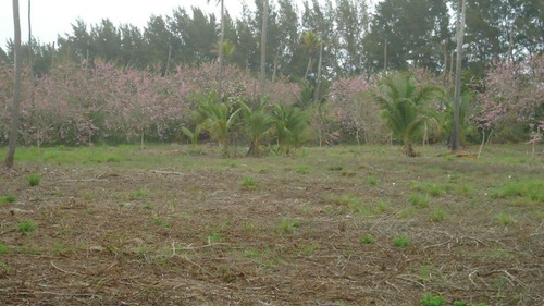 Venta Lotes 600 M² Playa De Barra Galindo Tamiahua Veracruz