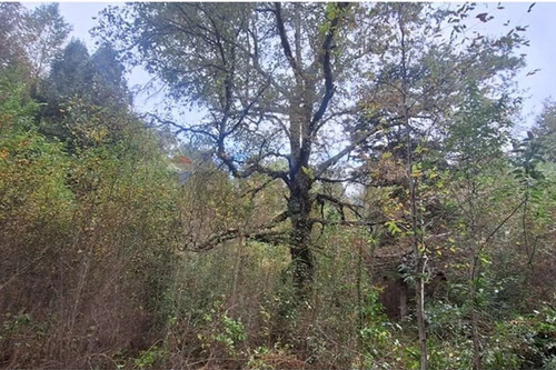 Venta De Terreno En Caburgua