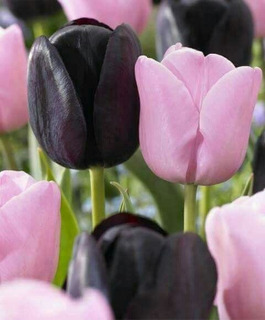 Tulipanes Negros | MercadoLibre ?