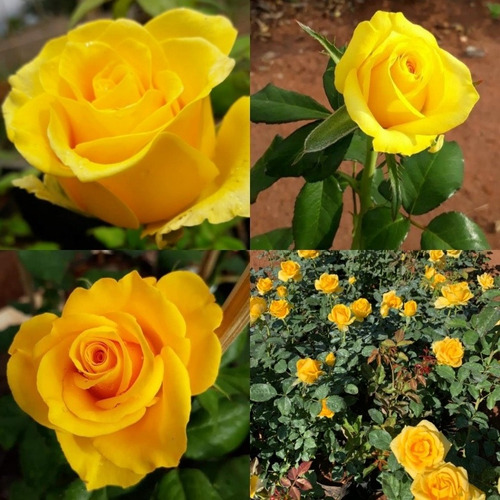 Kit De 05 Mudas De Rosas Sem Espinhos Variadas T5