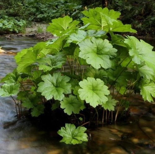 Semente Aquática Ornamental Comestíve Darmera Arbusto P/muda