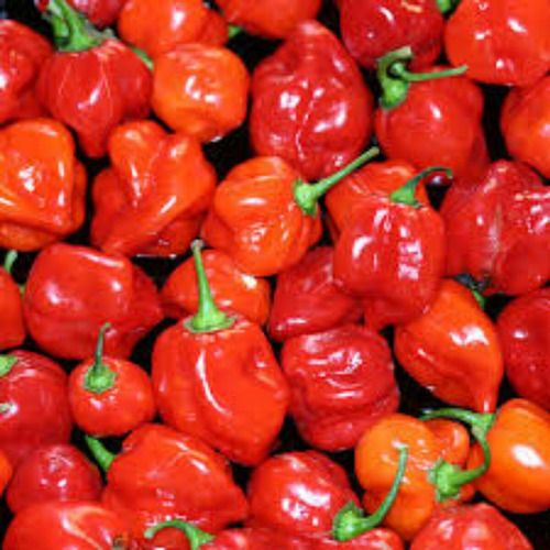 20 Semillas De Chile Habanero Rojo