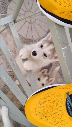 Husky Siberiana
