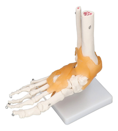 Huesos Esqueléticos Tobillo Modelo Pie Humano Ligamento 1:1