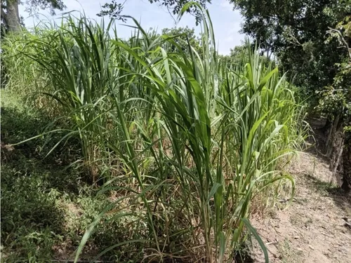 Venta Finca El Limonar Ebéjico