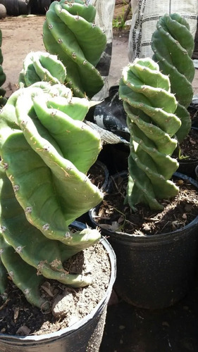 Imagen 4 de 5 de Cactus Espiralado Chico