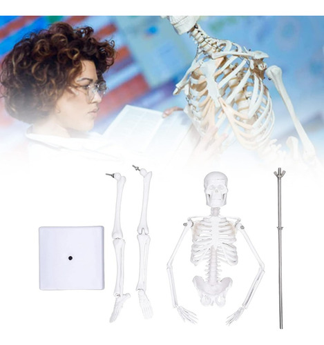 Modelo De Anatómico 45 Cm, Estructura Ósea Del Cuerpo Humano