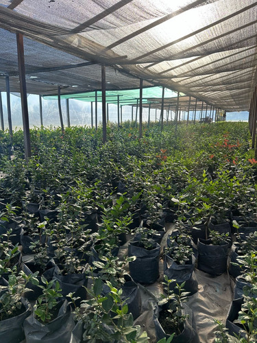 Cerco Vivo Pino Leylandii Somos Productores Verde