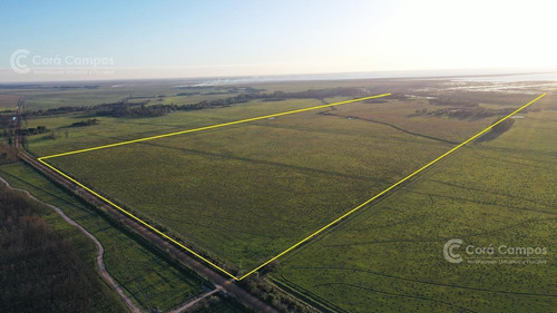 Imagen 11 de 14 de Se Vende Campo Foresto-ganadero De 1123 Ha En Paraje Galarza. Iberá. Corrientes