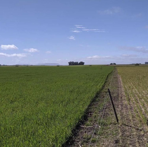 Venta De 30 Has De Campo En La Ciudad De Balcarce, Prov. De Buenos Aires