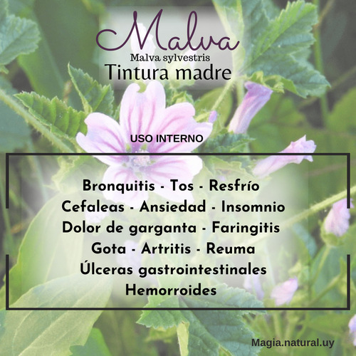 Homeopatía Tintura Madre Taco De Reina . Magia Natural.