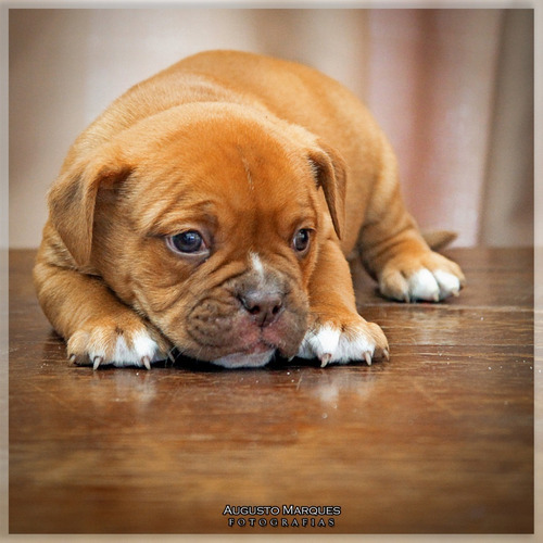 Imagem 5 de 6 de Bulldog - Old English Bulldog - Macho