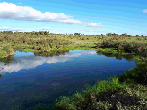 Imagen 5 de 7 de Dueño Vende - Campo 16 Has En Tala - Aguada - Montes - Luz