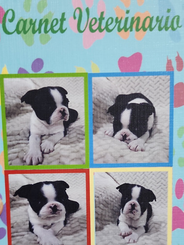 Boston Terrier 