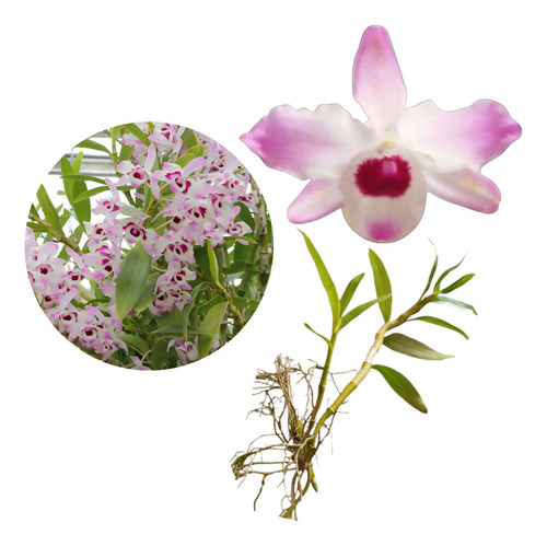 Orquídea Dendrobium - Tipo 1 - Kit Com 2 Keikis (mudas)