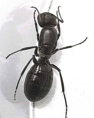 Camponotus Ovaticeps (hormiga Reina) Criadero / Mascota 