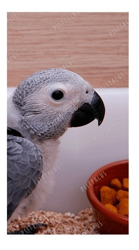 Psittacus Alimento Aves Omega Guacamayos Cacatuas 800gr