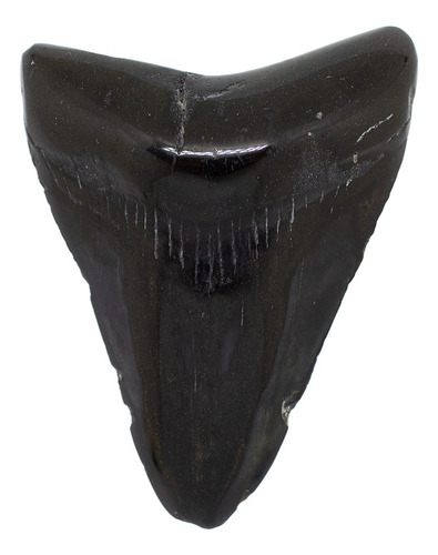 Espécimen De Diente De Tiburón Fósil Megalodón 1 Pieza 74mm