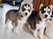 Comprar Cachorras Husky Siberiano Negro