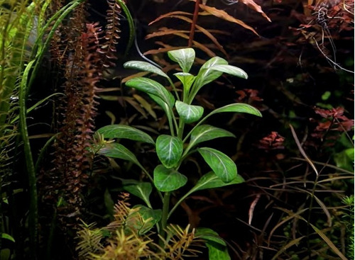 Lobelia Cardinalis Falsa Anubia Planta Pecera Acuarios