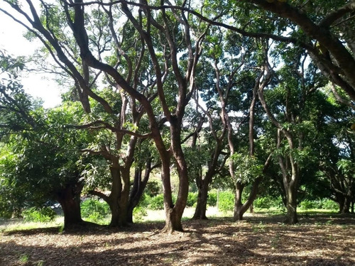 Imagem 5 de 9 de Chácara 28100m2, Rica Em Água Com Tanque Com Peixes, Casa Sede, Casa De Caseiro, 75% Plana, 80 Pés De Jabuticaba, 300 Pés De Limão, Piscina, Poço - Ch00242 - 70782605