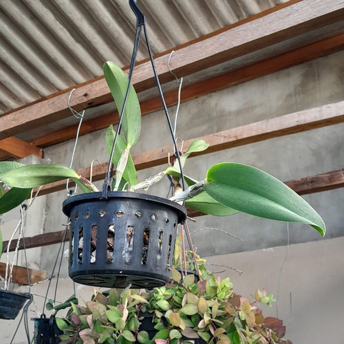Kit 5 Vasos Vazados + Suporte Orquídea Vanda Stanhopea 15cm