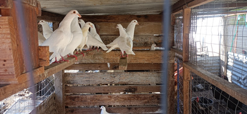 Palomas Blancas, Gallinas Y Gallos De Campo/excelente Estado