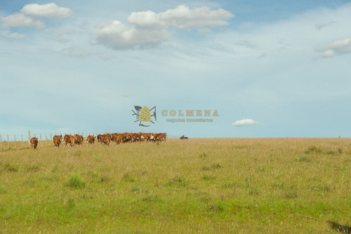 Campo De 86 Has Ganadero, Cuenta Con Tajamar Y Costa De Arroyo. Consulte!!!!!!- Ref: 2366