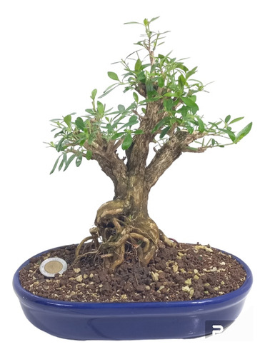 Bonsai Serissa