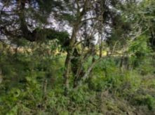 Vendo Terreno Ideal Para Siembras O Pasto