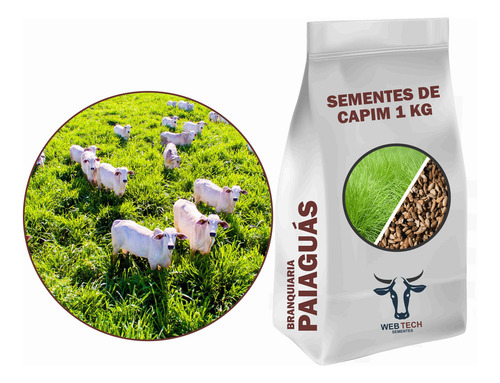 01kg Semente Capim Braquiara Paiaguás Pronta
