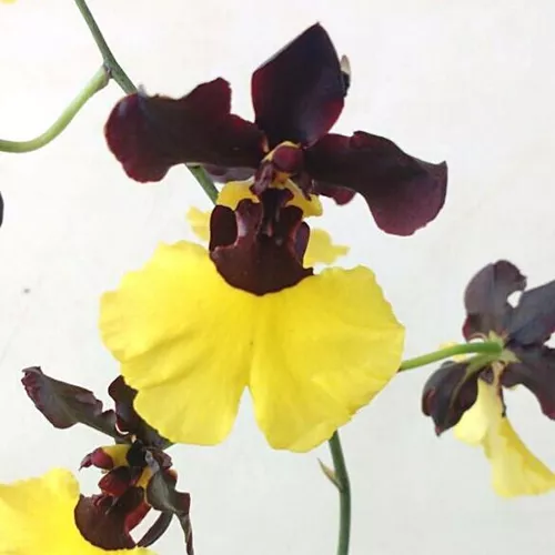 Oncidium Varicosum Variedade Baldin (orquídea Exótica)