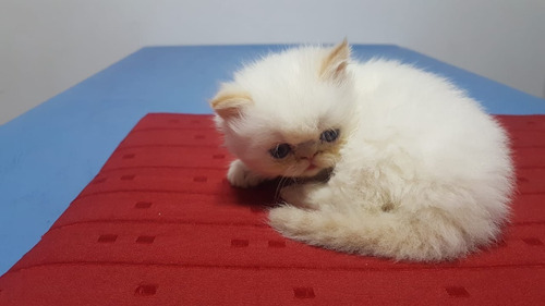 Hermosos Gatitos Persas Himalayo Extremo
