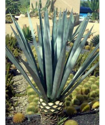Pack De 2 Tequila Herencia De Plata Blanco Mini 50 Ml