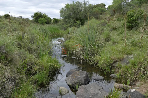 Ruta 39, A 47 Km De Punta Del Este, Venta De Campo Ganadero, Muy Panorámico Y Con Cañadas.