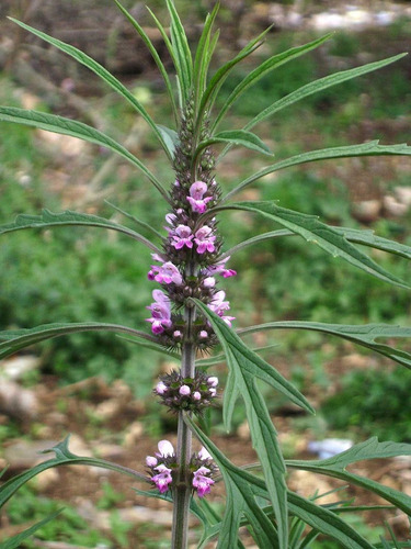 Sementes Leonurus Sibiricus Erva Macae Rubim Erva Medicinal