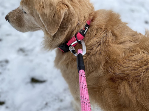Collar Para Perros Impermeable Con Soporte Airtag: Ajustable
